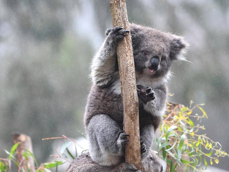A fertility control program has been launched to cut koala numbers in the Adelaide Hills.