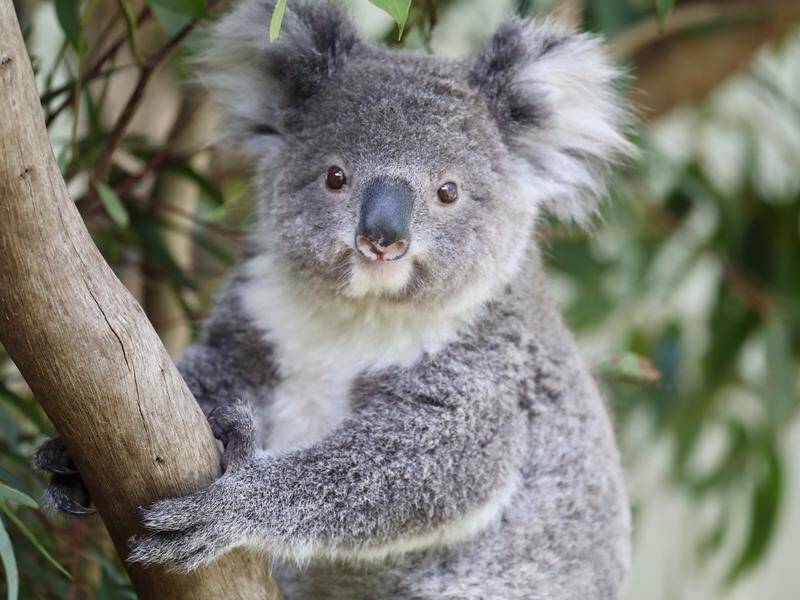 The NSW government has vowed to put a stop to animal parks renting out koalas.