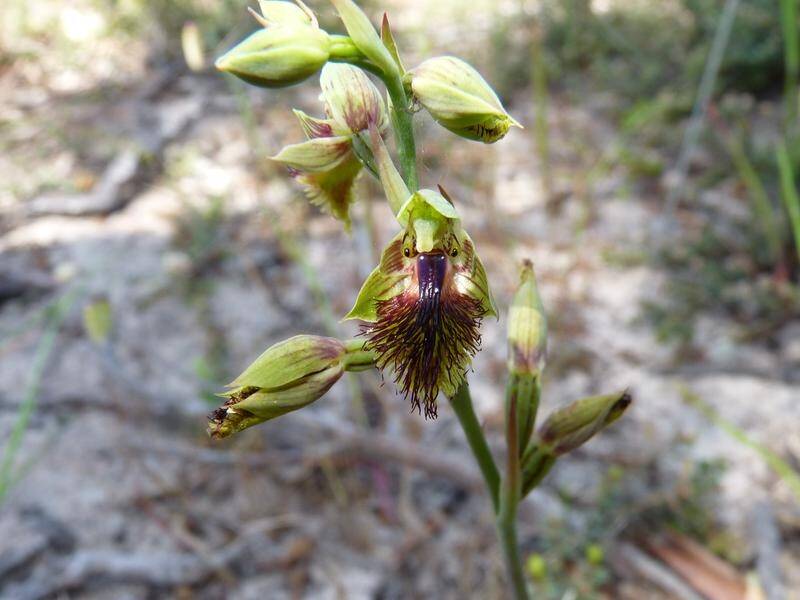 The copper beard orchid has been added to a list of species at risk of extinction. (Mark Clements)