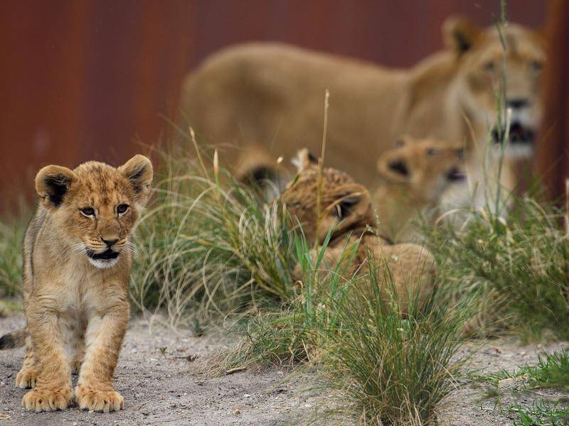 Fresh information has emerged about five lions escaping from their main enclosure at Taronga Zoo. (Dan Himbrechts/AAP PHOTOS)