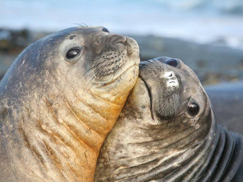 The marine park is a critical breeding ground for wildlife including southern elephant seals. (PR HANDOUT IMAGE PHOTO)