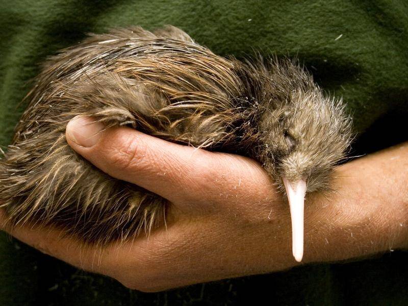 A new report moves the North Island brown kiwi from 
