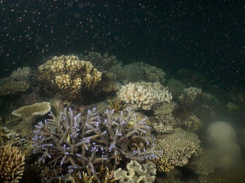 Marine biologists witnessed the nursery-reared corals spawning off Fitzroy Island on Saturday night. (PR HANDOUT IMAGE PHOTO)