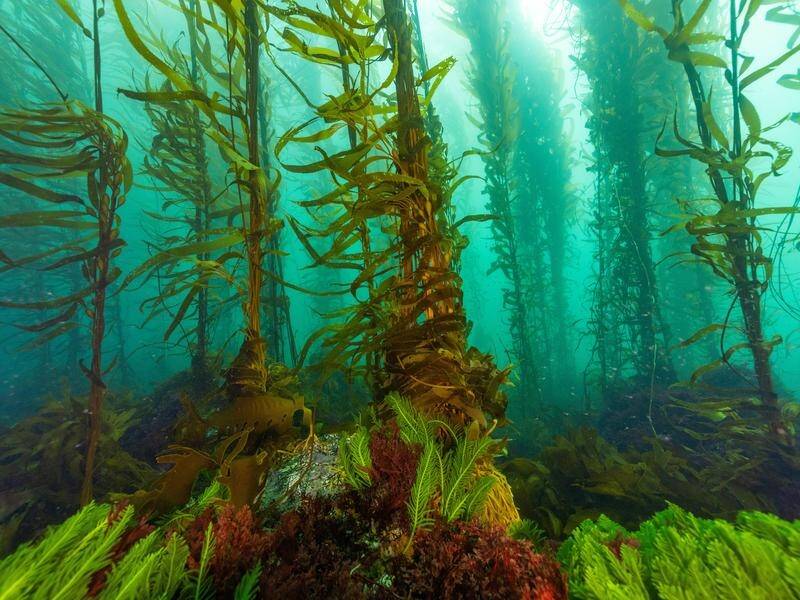 Warming oceans have wiped out more than 95 per cent of giant kelp off Tasmania's east coast. (HANDOUT/GREAT SOUTHERN REEF FOUNDATION)
