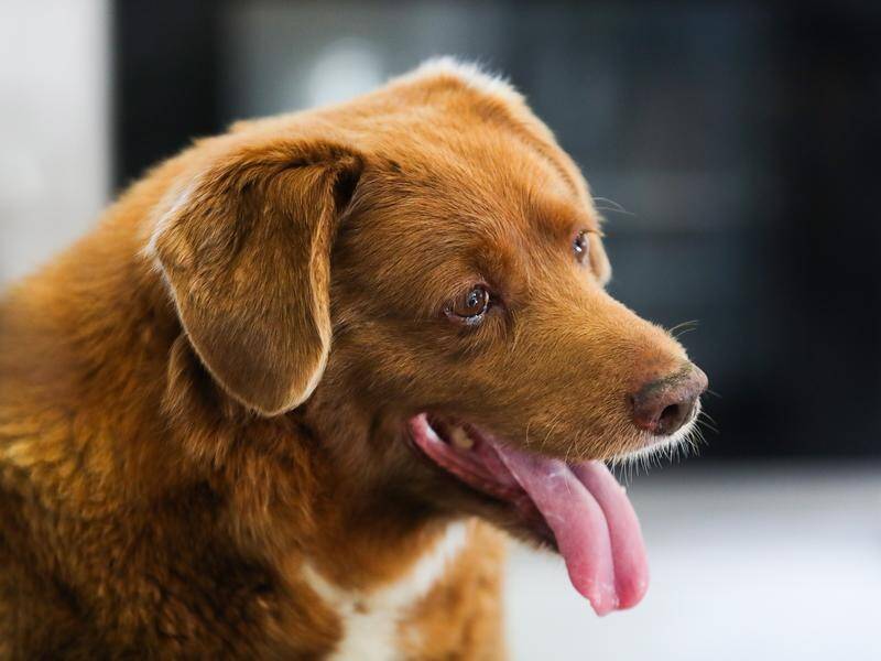 Bobi the world's oldest dog celebrates 31st birthday | The Canberra Times |  Canberra, ACT