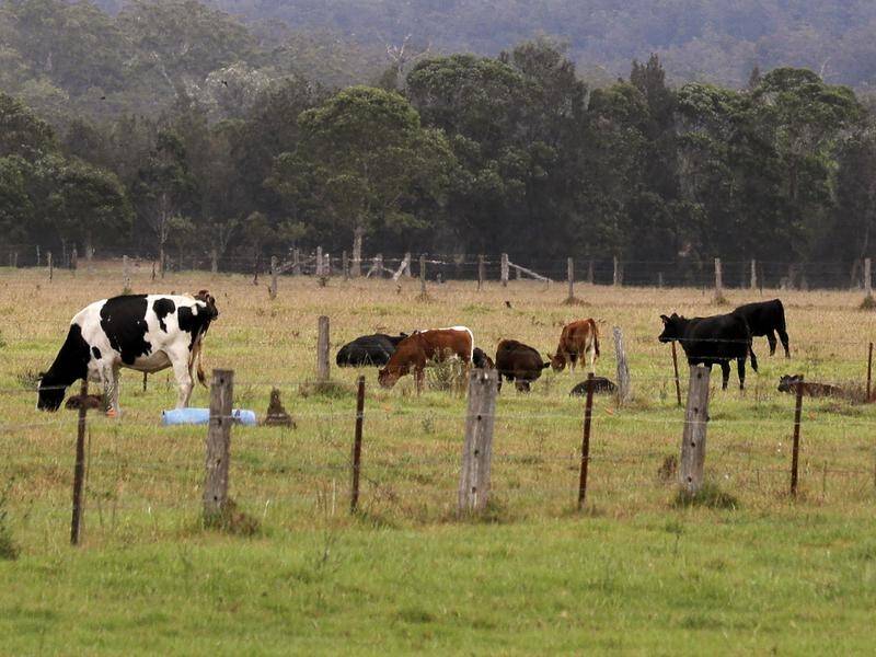 Agricultural science company Sea Forest has received a grant to make a seaweed additive for cattle.