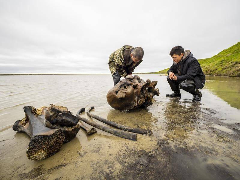 The well-preserved skeleton of a woolly mammoth has been discovered by herders in a Siberian lake.