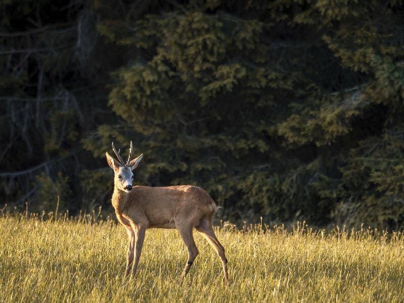 Animals like roe deer have not been able to adapt to keep pace with the changing climate.