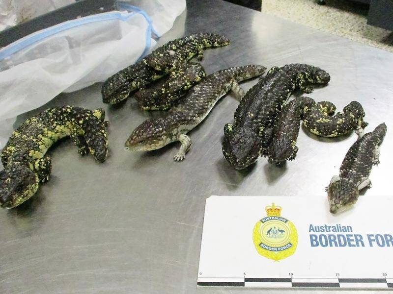 The alleged smuggler was heading back to Japan when Border Force officers discovered the lizards.