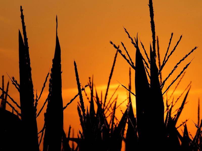 The expansion of bioenergy crops like corn may be catastrophic on biodiversity due to habitat loss.