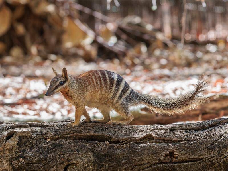 Researchers have for the first time mapped the DNA of the numbat, a relative of the Tasmanian tiger.