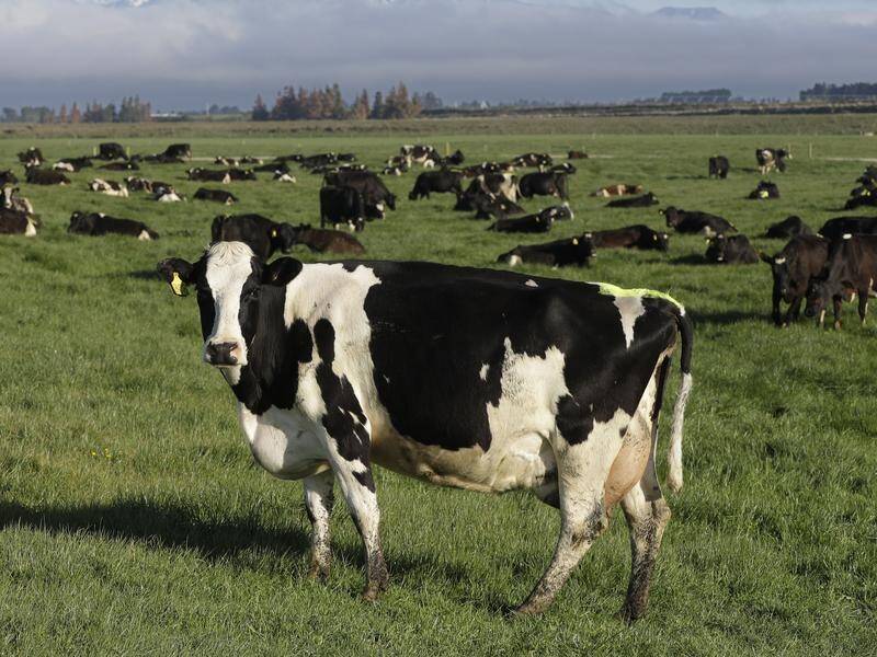 New Zealand's agriculture sector produces roughly half of the country's greenhouse emissions. (AP PHOTO)