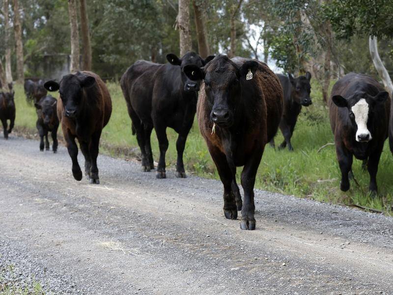 Two helicopters and a ground crew were involved in a massive cattle rustling heist worth $250,000. (Con Chronis/AAP PHOTOS)