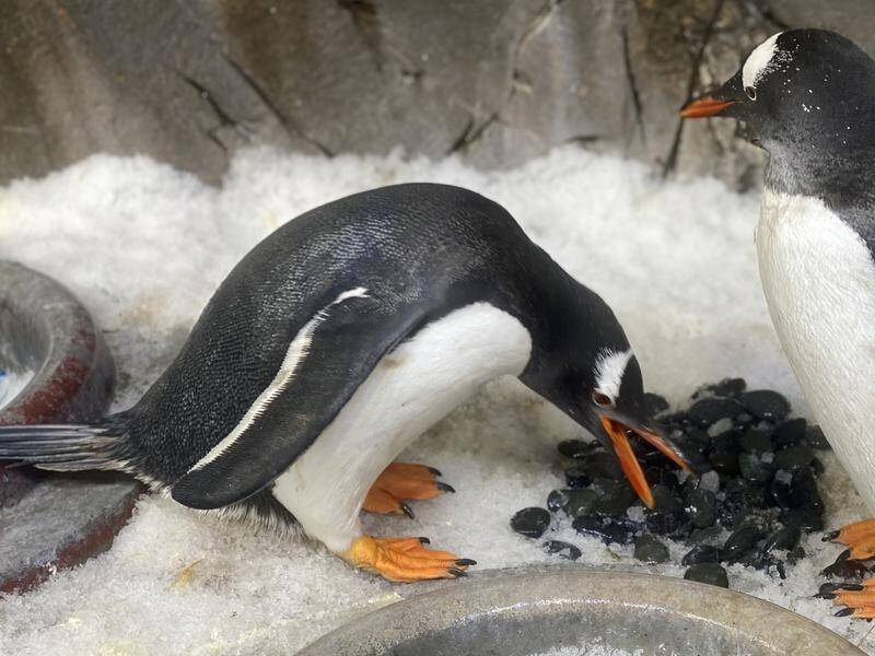 Melbourne's aquarium has two same-sex male gentoo penguin couples, building nests together.
