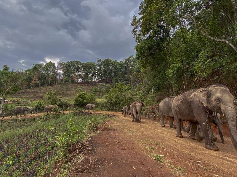 Elephants in Thailand are returning to their natural habitats during the coronavirus pandemic.