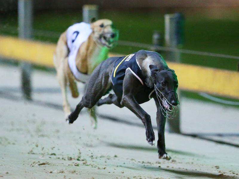 Greyhound racing critics have labelled the sport as "cruel" after the latest suspension for baiting. (David Moir/AAP PHOTOS)