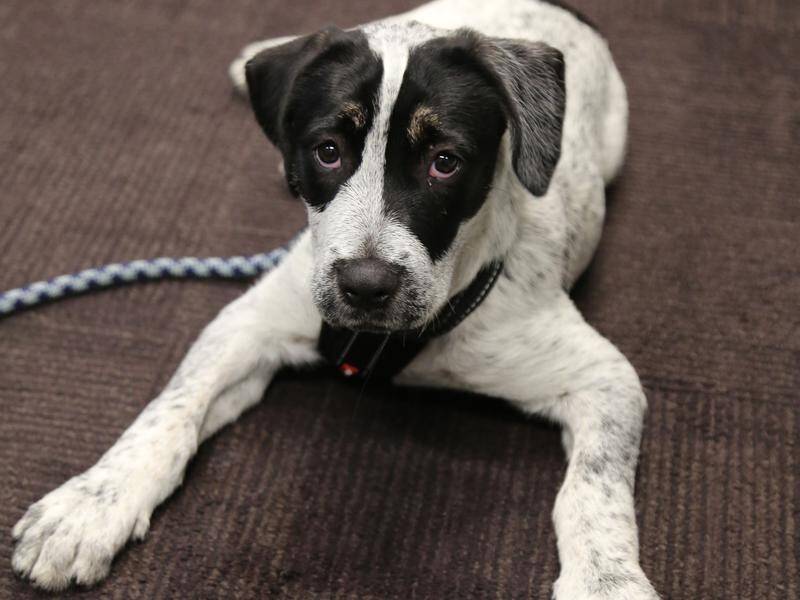 Speck has been reunited with its owner after escaping from a home in Yass and being found in Sydney.