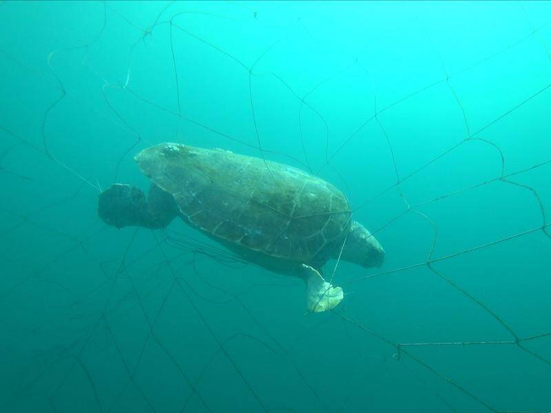 Environmental groups are concerned about the ongoing impact shark nets have on marine wildlife. (PR HANDOUT/AAP IMAGE)