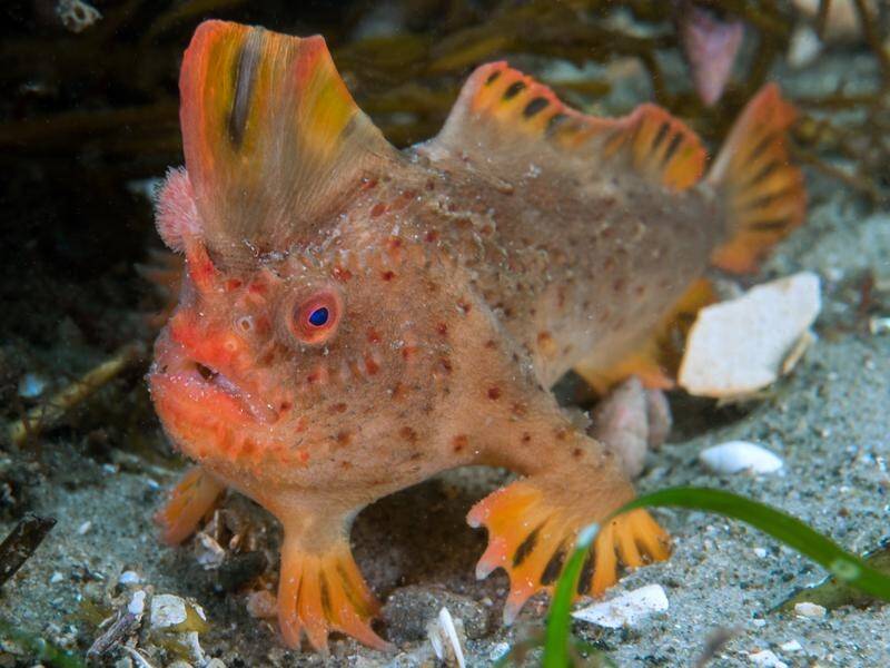 Researchers are calling on the public to name the handfish, only found at two locations near Hobart