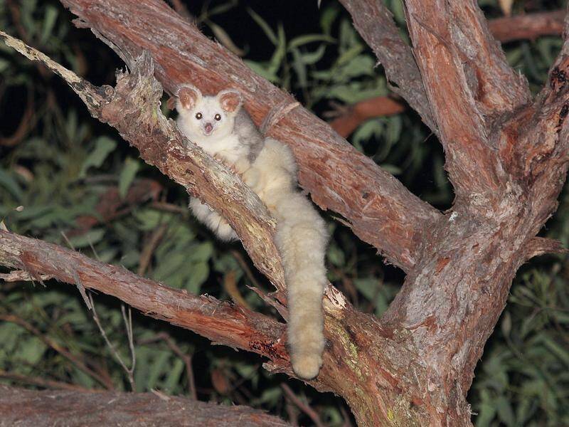 Victoria's greater glider population has significantly declined in the past two decades.