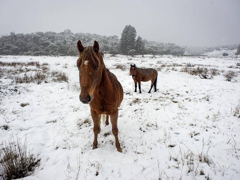 A Supreme Court judge says a brumby cull can go ahead but a cattleman may appeal that decision.
