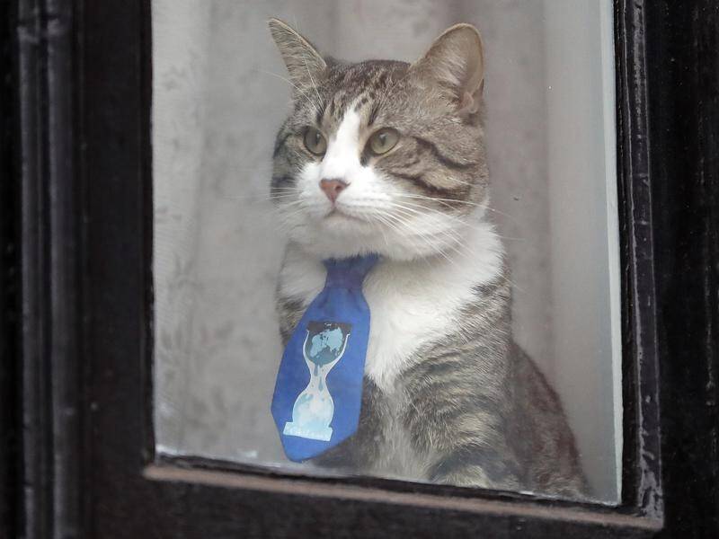 Julian Assange's cat, a minor social media celebrity, is in the care of his lawyers, WikiLeaks says.