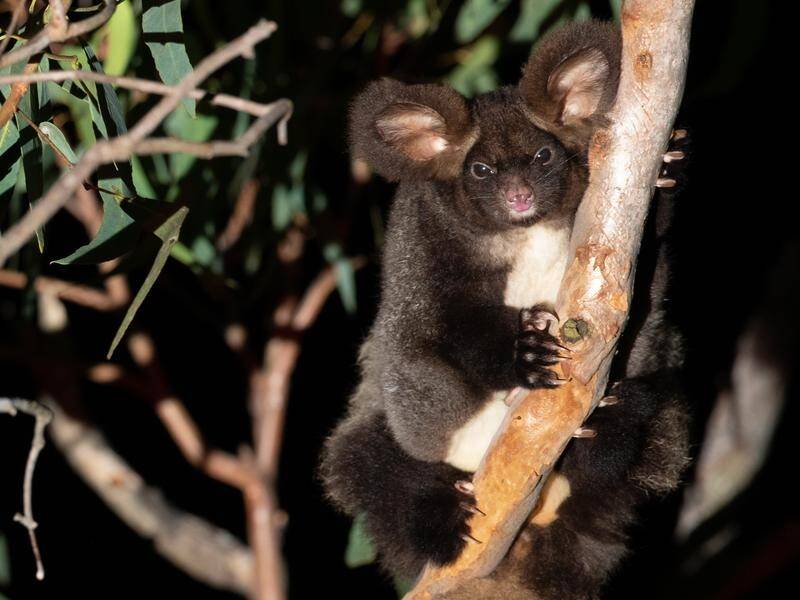 The southern greater glider, the largest gliding possum in eastern Australia, is endangered in NSW. (HANDOUT/WWF AUSTRALIA)