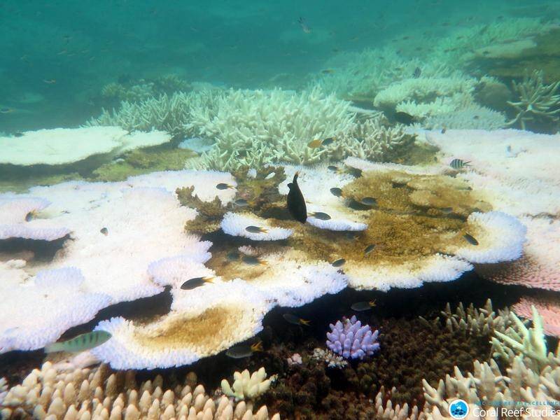 Australia has submitted its report about the state of the Great Barrier Reef to UNESCO.