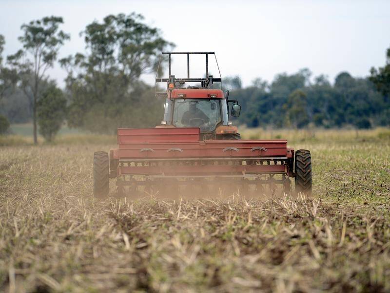 China will review tariffs on Australian barley, indicating a possible pathway out of a trade dispute (Dan Peled/AAP PHOTOS)