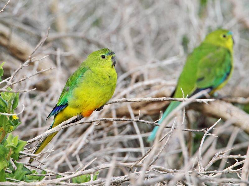 A $2.5 million breeding facility for the endangered orange-bellied parrot has opened outside Hobart.