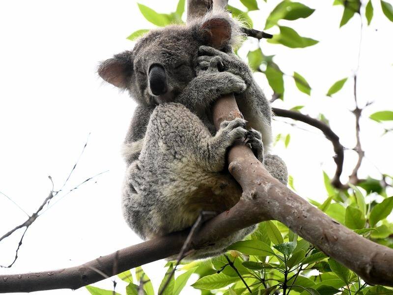 NSW's forestry corporation rejects claims it is boosting logging ahead of a koala national park. (Dan Himbrechts/AAP PHOTOS)