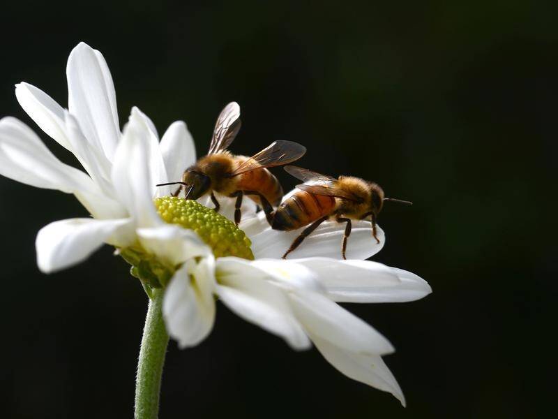 Bee hives around Newcastle and Bulahdelah in NSW will be destroyed to control the varroa mite.