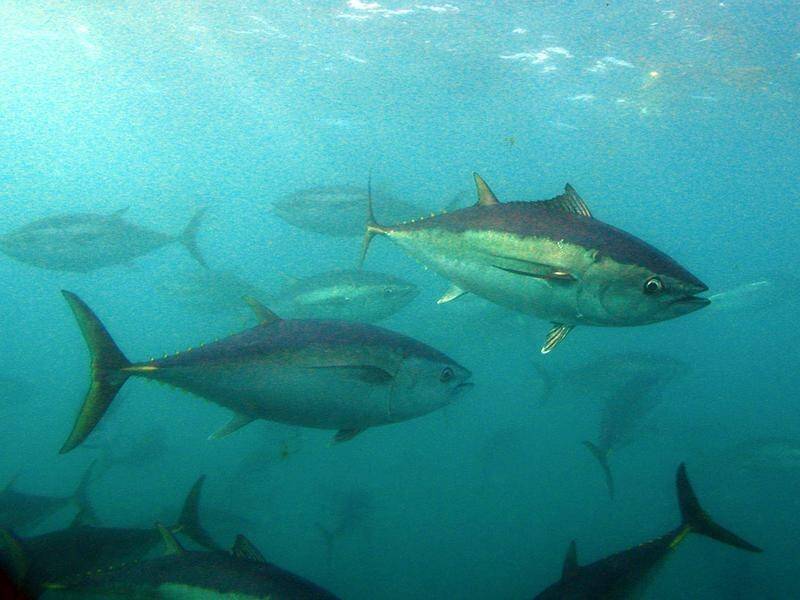 The Great Australian Bight is a feeding ground for a sea creatures like the southern bluefin tuna. (PR HANDOUT IMAGE PHOTO)