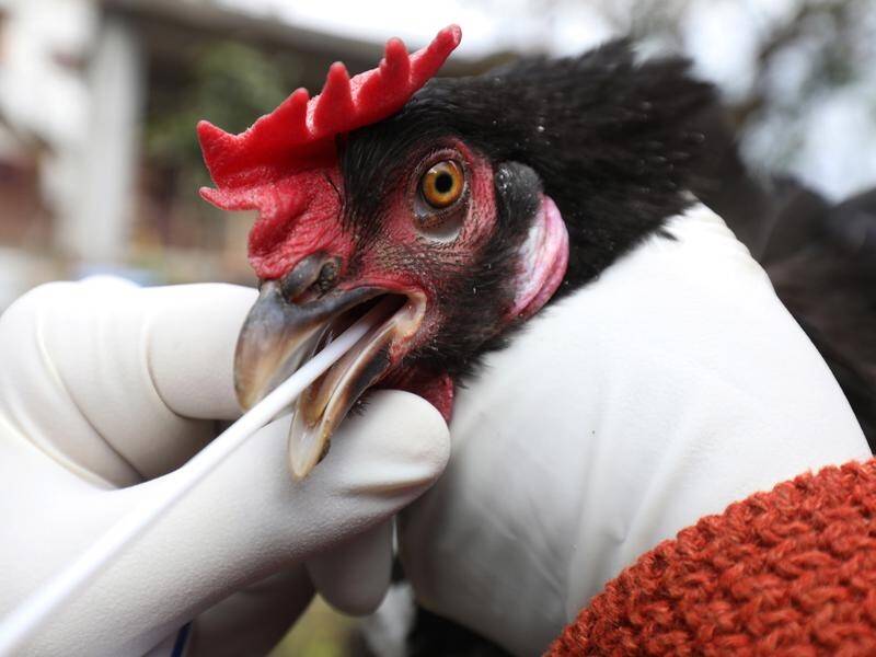 The bird flu strain H5N8 has been detected in humans for the first time in Russia.