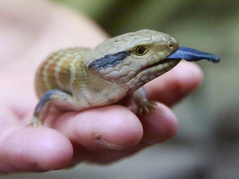 Australia is seeking the highest level of international protection for the pygmy blue tongue skink. (PR HANDOUT IMAGE PHOTO)