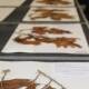 The automated digitisation of the Australian National Herbarium's collection will take nine months.