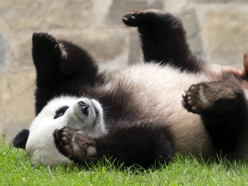 China appears to be recalling its pandas, as relations with the west become more black and white. (AP PHOTO)