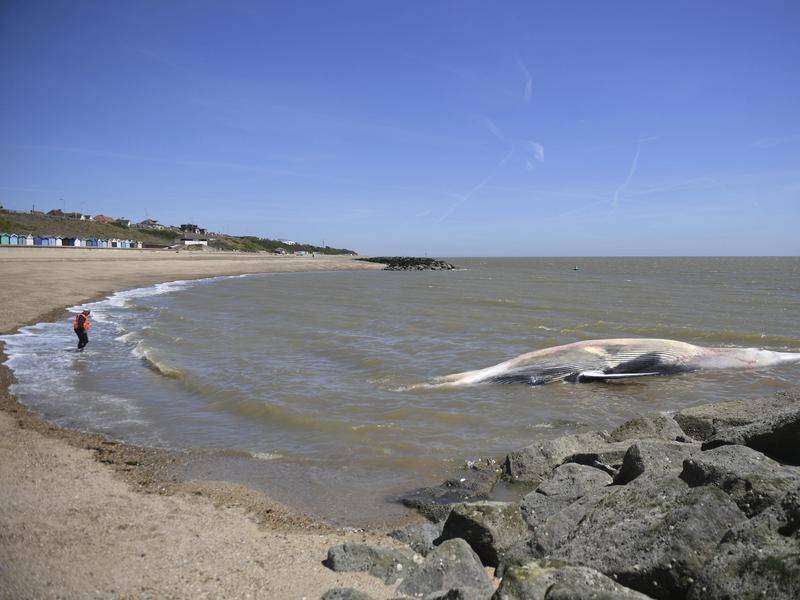 The body of a 12-metre-long whale has washed up on a beach in southeast England.