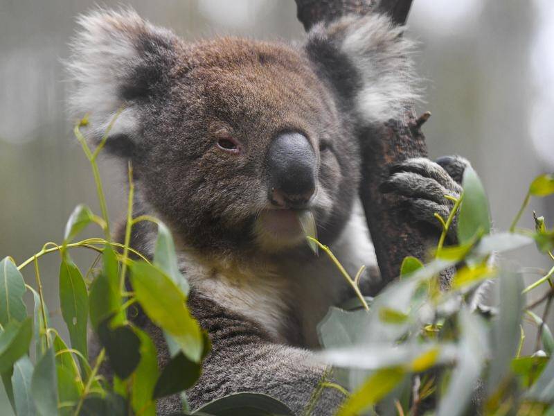 Wildlife experts say koalas are at risk of being functionally extinct and urgent action is needed. (Lukas Coch/AAP PHOTOS)