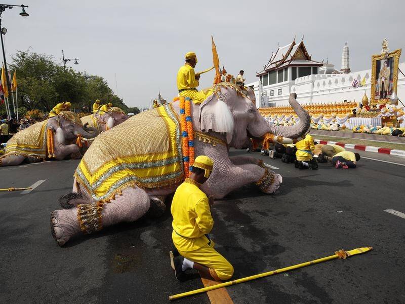 Thai mahouts and their white-painted elephants pay tribute to Thailand's newly crowned king.