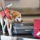 Detector dogs have been put in place at airports to help stop foot and mouth disease. (David Mariuz/AAP PHOTOS)