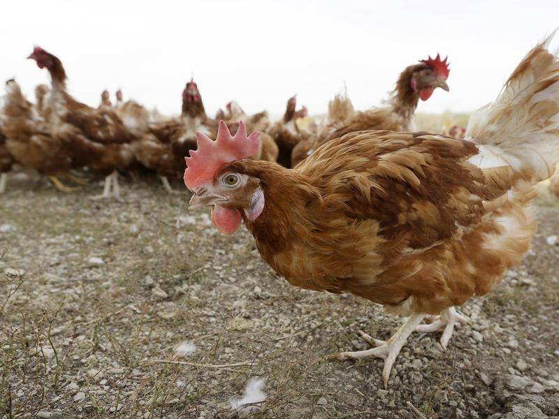 Many bird flu strains are present in China and some have infected people working with poultry.