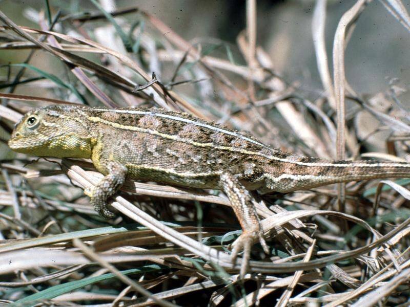 A study of the endangered Grassland Earless Dragon has found four separate species of the lizard.