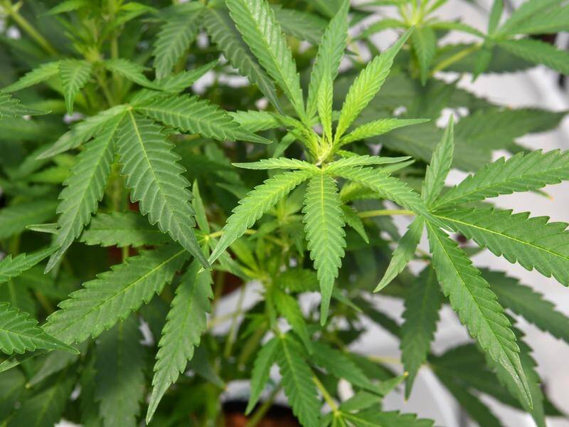 The Australian government will subsidise a medicinal cannabis treatment for the first time.