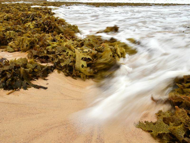 Australian seaweed farmers have set a target of producing $100 million worth of the product a year. (Joel Carrett/AAP PHOTOS)