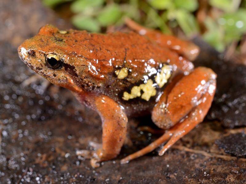 The project has helped identify five new frog species, including the Otway smooth frog. (HANDOUT/AUSTRALIAN MUSEUM)