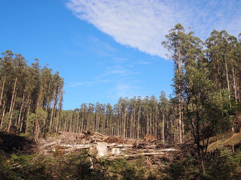 Experts say allowing logging in national parks would increase the intensity of bushfires.
