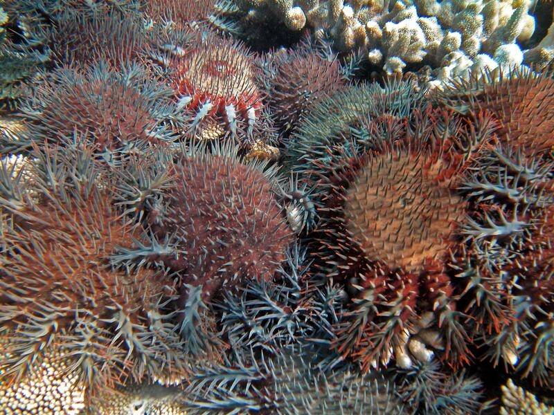 Crown-of-thorns outbreaks continue to be a significant threat to the Great Barrier Reef. (PR HANDOUT IMAGE PHOTO)