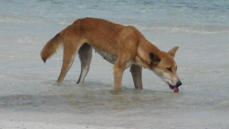 A dingo has been euthanised after another attack on K'gari. Picture file