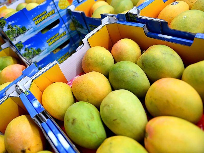 A group of fruit pickers from Vanuatu will arrive in the Northern Territory to help harvest mangoes.